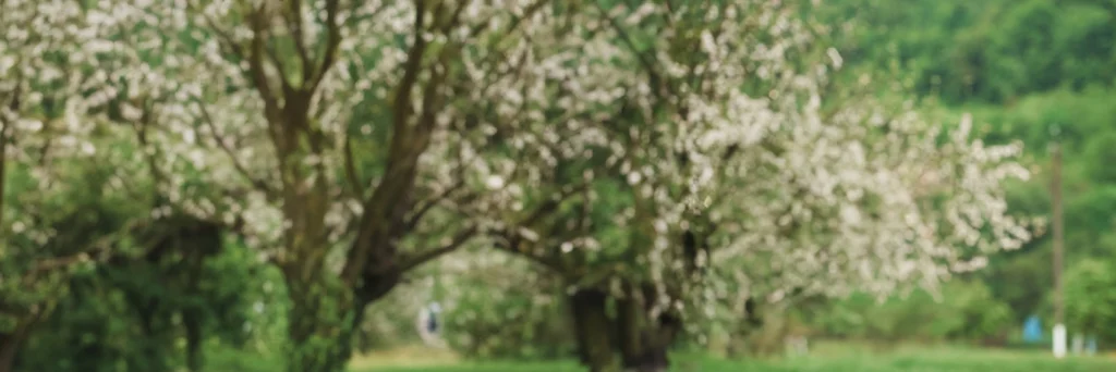 Blurry image of a green park with trees and white blossoms, with a background of lush greenery.